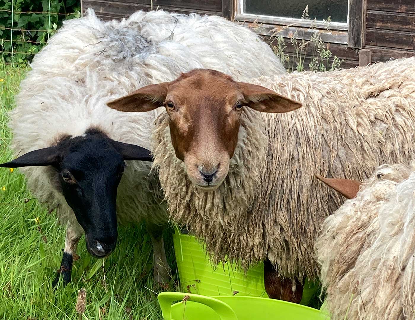 Schafe - ein Schaf mit braunem Kopf schaut Betrachter an, eins mit schwarzem Kopf nach unten zum Gras gebeugt